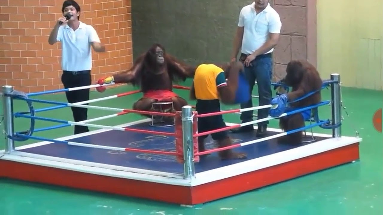 Monkey muay thái,xem video này cười xuyên việt với các chú khỉ