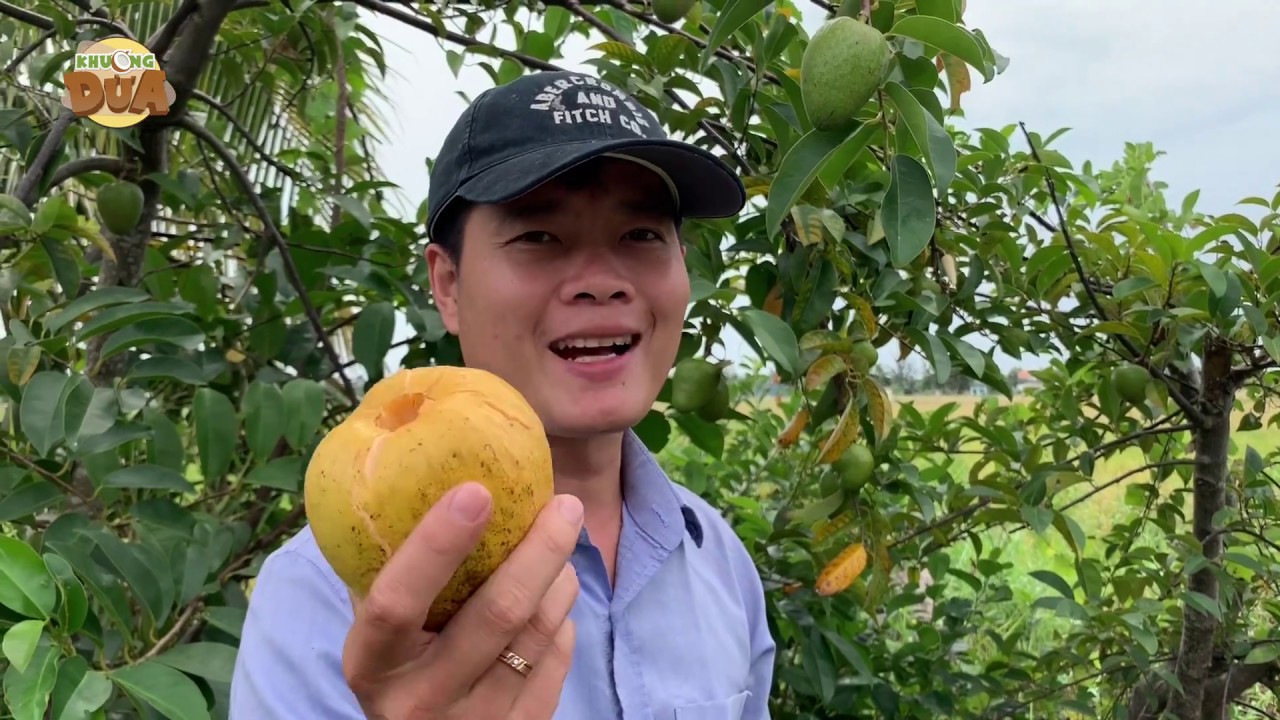 Khương Dừa lạc vào rừng Bình Bát, hái sạch trái chín của nông dân!!!