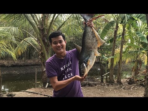 Bất ngờ câu dính cá tra 5 ký, Khương Dừa mang đi nấu mẻ giữa vườn rau lang!!!