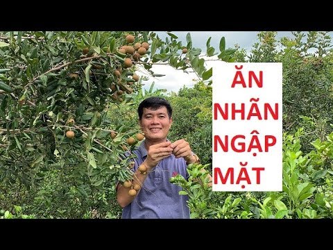 Khương Dừa về Bến Tre thu mua nhãn xuồng mở vựa trái cây lớn nhất Sài Gòn?!