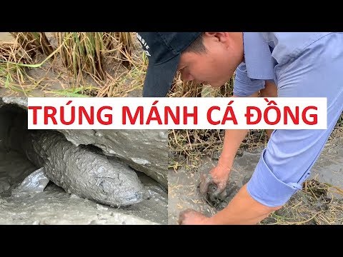 Cuộc sống không tiền, mưu sinh cực vất vả của Khương Dừa trên cánh đồng Sài Gòn!!!