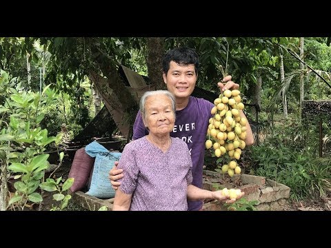 Cây dâu xiêm trái kinh khủng khiếp, nhìn thôi đã thèm!!!