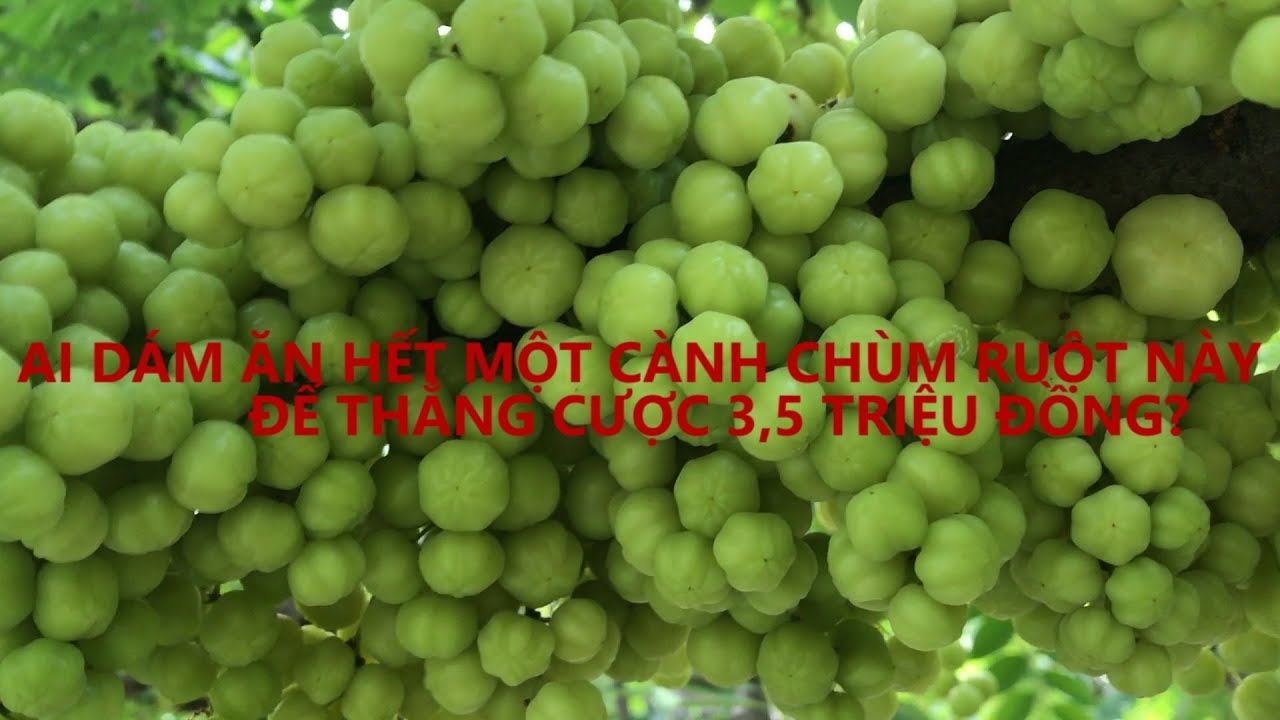 Ai dám ăn hết cành chùm ruột này để thắng cược 3,5 triệu đồng?